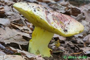 Hřib královský - Butyriboletus regius  (Krombh.) D. Arora & J.L. Frank 2014