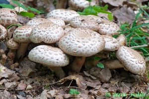 Pečárka Bohusova - Agaricus bohusii