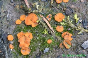 Klikni pro velký obrázek