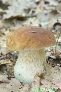 Klikni pro velký obrázek