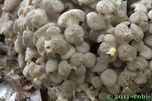 Choroš oříš - Polyporus umbellatus (Pers.) Fr.