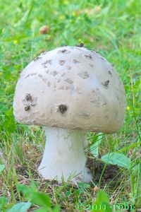 Muchomůrka šiškovitá - Amanita strobiliformis (Paulet ex Vittad.) Bertill. 1866