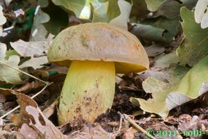 Klikni pro velký obrázek