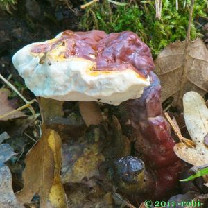 Lesklokorka lesklá - Ganoderma lucidum