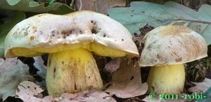 Hřib plavý - Boletus impolitus Fr. 1838