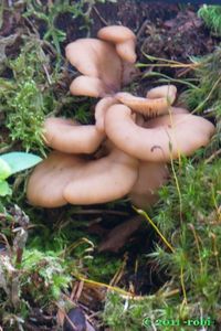 Houžovec hlemýžďovitý - Lentinellus cochleatus (Pers.) P. Karst. 1879