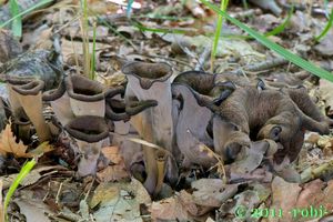 Stroček trubkovitý - Craterellus cornucopioides (L.) Pers. 1825