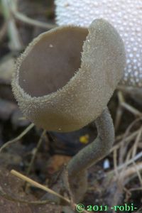 Stopečka pýřitá - Helvella macropus