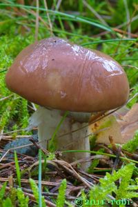 Klouzek obecný - Suillus luteus (L.) Roussel 1796