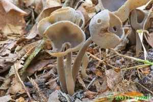 Stopečka pýřitá - Helvella macropus