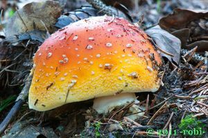 Muchomůrka červená - Amanita muscaria (L.) Lam. 1783