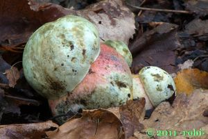 Klikni pro velký obrázek