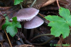 Helmovka ředkvičková - Mycena pura (Pers.) P. Kumm. 1871