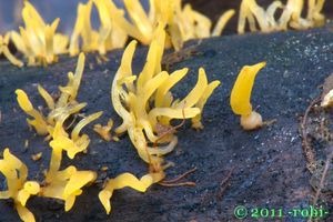 Krásnorůžek smržovitý - Calocera glossoides ( Pers. Fr. ) Fr.