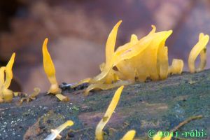 Krásnorůžek smržovitý - Calocera glossoides ( Pers. Fr. ) Fr.