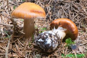 Klikni pro velký obrázek