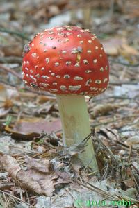 Muchomůrka červená - Amanita muscaria (L.) Lam. 1783