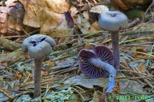 Lakovka ametystová - Laccaria amethystina Cooke 1884