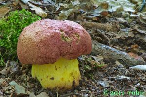 Hřib královský - Butyriboletus regius  (Krombh.) D. Arora & J.L. Frank 2014