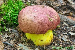 Hřib královský - Butyriboletus regius  (Krombh.) D. Arora & J.L. Frank 2014