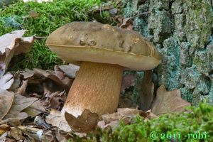 hřib bronzový (boletus aereus)