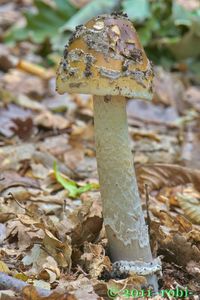 Muchomůrka šupinatá - Amanita ceciliae  (Berk. & Broome) Bas 1984