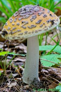 Muchomůrka šupinatá - Amanita ceciliae  (Berk. & Broome) Bas 1984