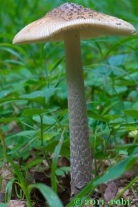 Muchomůrka šupinatá - Amanita ceciliae  (Berk. & Broome) Bas 1984