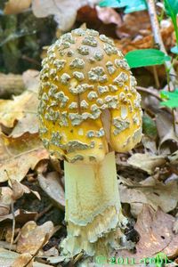 Muchomůrka šupinatá - Amanita ceciliae  (Berk. & Broome) Bas 1984