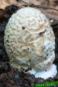 Muchomůrka šupinatá - Amanita ceciliae  (Berk. & Broome) Bas 1984