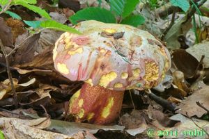 Hřib nachový - Suillellus rhodoxanthus (Krombh.) Blanco-Dios 2015