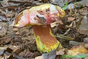 Hřib nachový - Boletus rhodoxanthus (Krombh.) Kallenb. 1925