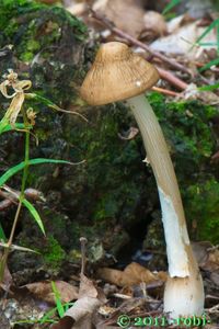 Penízovka kořenující - Hymenopellis radicata (Relhan) R.H. Petersen 2010