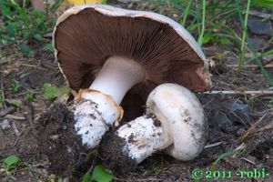 Pečárka opásaná - Agaricus bitorquis (Quél.) Sacc. 1887