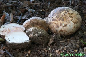 Pečárka rumištní - Agaricus subperonatus (J.E.Lange)Singer