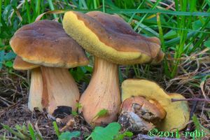 Hřib Engelův - Hortiboletus engelii (Hlaváček) Biketova & Wasser 2015