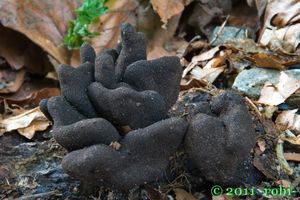 Dřevnatka mnohotvárná - Xylaria polymorpha (Pers.) Grev. 1824