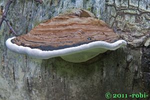 Lesklokorka ploská - Ganoderma applanatum (Pers.) Pat. 1887