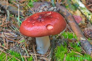 Holubinka jahodová - Russula paludosa Britzelm. 1891