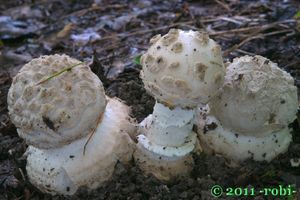 Muchomůrka šiškovitá - Amanita strobiliformis (Paulet ex Vittad.) Bertill. 1866