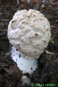 Muchomůrka šiškovitá - Amanita strobiliformis (Paulet ex Vittad.) Bertill. 1866