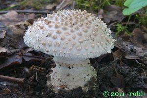 Muchomůrka ježohlavá - Amanita echinocephala (Vittad.) Quél. 1872