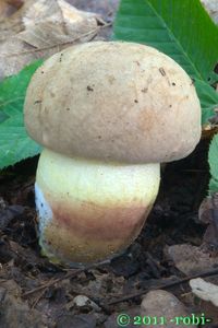 Klikni pro velký obrázek