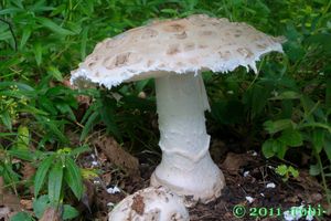 Muchomůrka šiškovitá - Amanita strobiliformis (Paulet ex Vittad.) Bertill. 1866