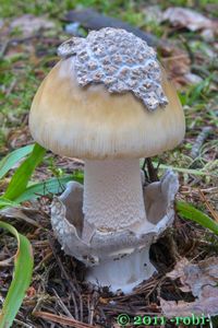 Muchomůrka blanitá - Amanita submembranacea (Bon) Gröger