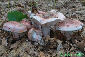 Štavnatka holubinková - Hygrophorus russula (Schaeff.) Kauffman 1918