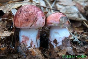 Štavnatka holubinková - Hygrophorus russula (Schaeff.: Fr.) Ricken