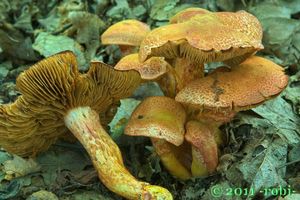 Pavučinec červenošupinný - Cortinarius (Leprocybe) bolaris (Pers.) Fr.