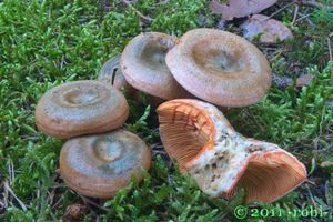 Ryzec smrkový - Lactarius deterrimus Gröger 1968