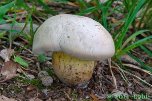 Klikni pro velký obrázek